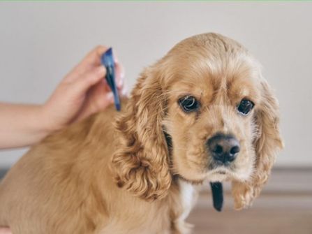 Online Pet Product Wholesaler/Distributor and Supplier #438