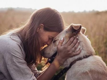 Online Pet Product Wholesaler/Distributor and Supplier #438