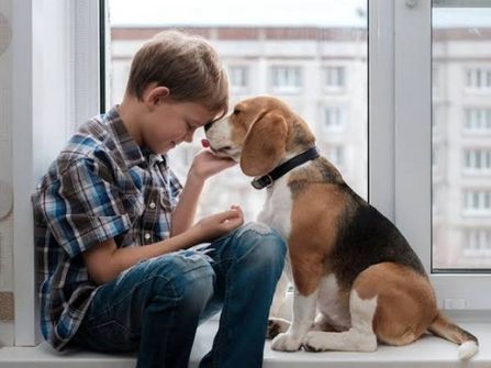 Online Pet Product Wholesaler/Distributor and Supplier #438