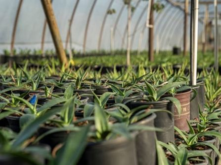 Wholesale Plants –  45years One Owner