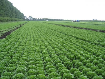 VEGETABLE FARM FOR SALE – PC-0035