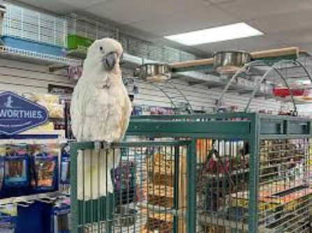Established Pet Shop