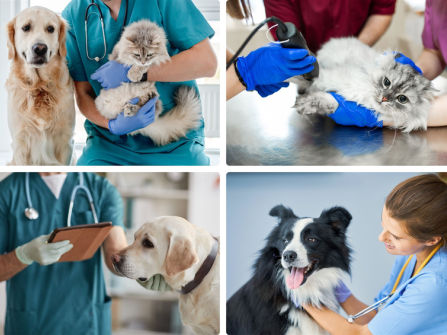 --UNDER OFFER --Exceptional  Veterinary Business for Sale  South East Of Victoria