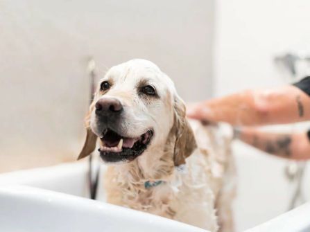 Thriving Luxury Mobile Dog Grooming Business - MW1519