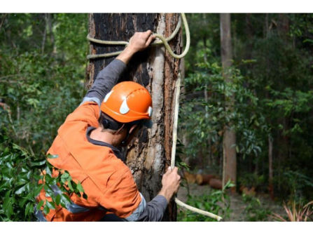 34548 Profitable Arboriculture Business - Growth Potential