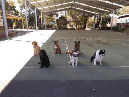 Melbourne’s Go-To Dog Training Business PF1536