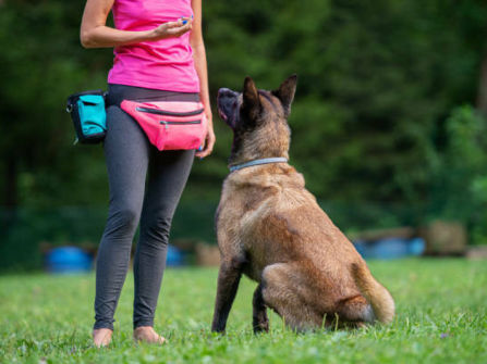 Melbourne’s Go-To Dog Training Business PF1536