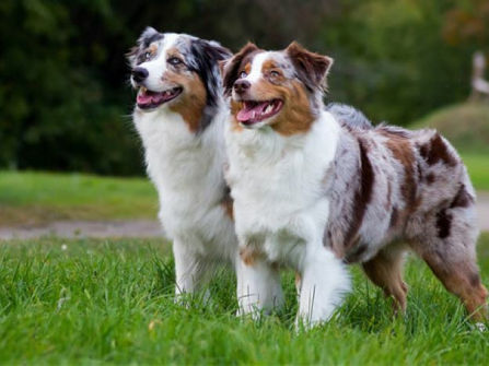 Melbourne’s Go-To Dog Training Business PF1536