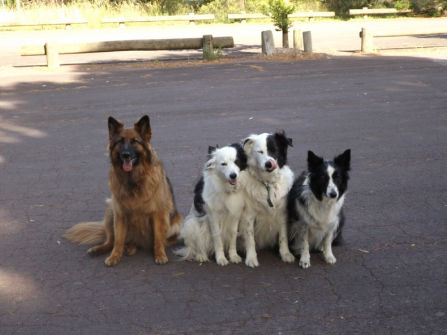 Melbourne’s Go-To Dog Training Business PF1536