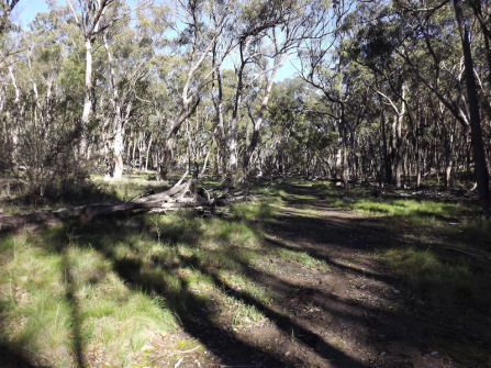 Lifestyle Block Only 10 Mins From Town