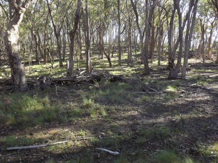 Lifestyle Block Only 10 Mins From Town