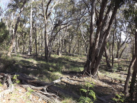 Lifestyle Block Only 10 Mins From Town