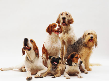 【For Sale】One-Stop Pet Store in Sydney Shopping Centre