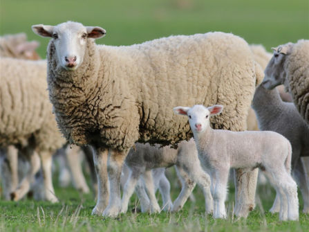 Australia's Progressive & Innovative Meat Exporters - 5875