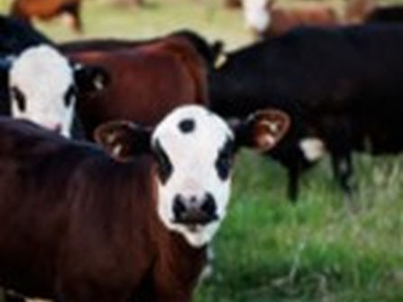 Australia's Progressive & Innovative Meat Exporters - 5875