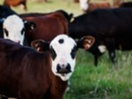Australia's Progressive & Innovative Meat Exporters - 5875