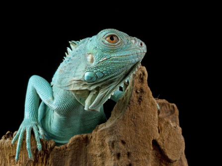 For Sale – Very profitable Importer & Wholesaler of Pet Products