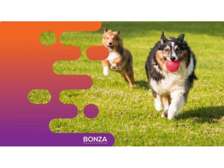 36341 Multi-Award-Winning Subscription Pet Care Service