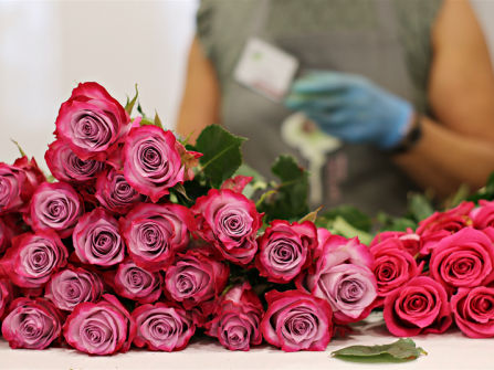 Long-Established Florist & Gift Store - Prime Murray Bridge Location