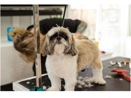 Premium Mobile Dog Grooming Business - Brisbane North