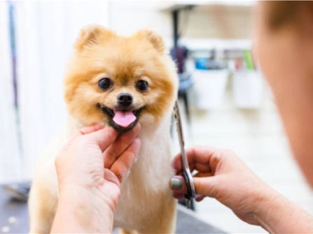 Premium Mobile Dog and Puppy Grooming / Dog Wash Brisbane