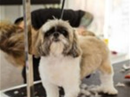 Premium Mobile Dog and Puppy Grooming / Dog Wash Brisbane