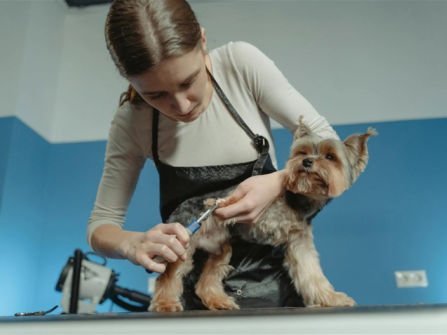 PRICE REDUCED Mobile Dog Wash & Grooming Brisbane Northside