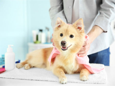 Well Equipped Pet Grooming Business with Cheap Rent - Ref: 16365