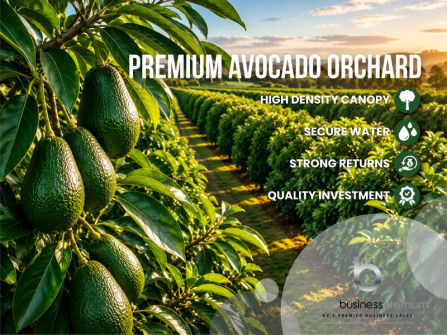 Established Avocado Orchard with Growth Potential