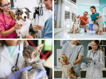 Exceptional  Veterinary Business for Sale  South East Of Victoria