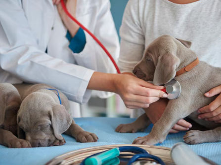 Confidential Veterinary Practice | Established Animal Hospital | Prime S.O.R. Location