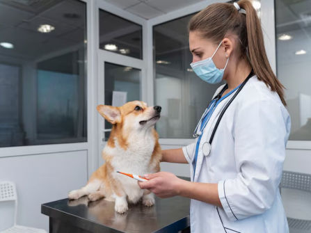 Confidential Veterinary Practice | Established Animal Hospital | Prime S.O.R. Location