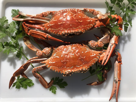 Established Mobile Seafood Retail Business – Three Turnkey Outlets Included
