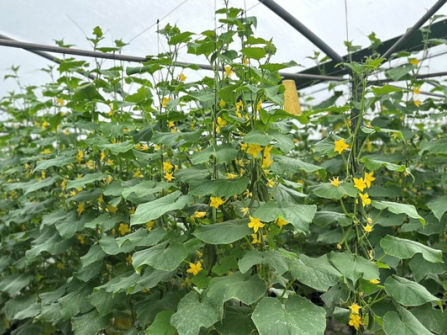 Leppington Vegetable Farm for Sale 

