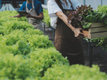 Leppington Vegetable Farm for Sale 

