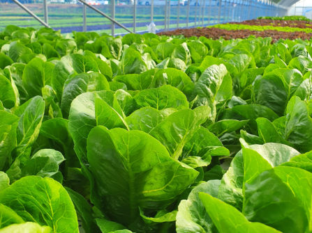 Leppington Vegetable Farm for Sale 
