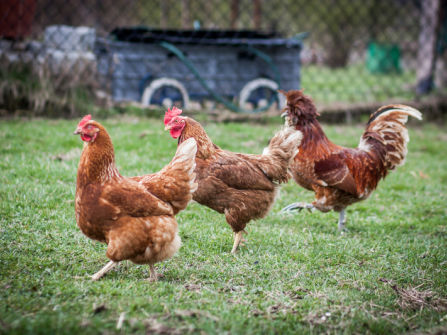 Established Produce, Rural, Pet & Garden Supplies store