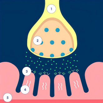 Junção neuromuscular normal