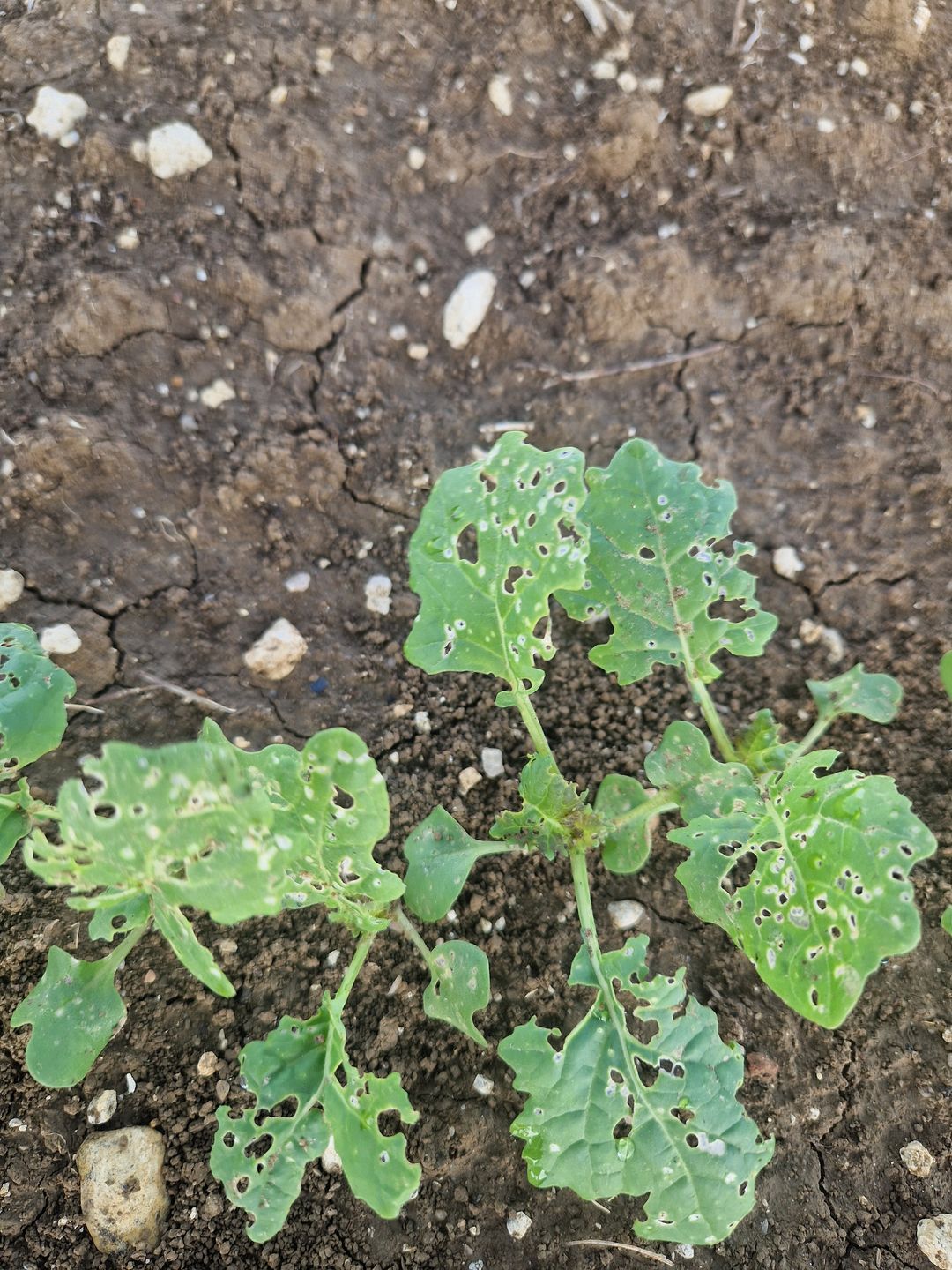 Il a plu sur le colza traité, mais qui mange encore les feuilles ?