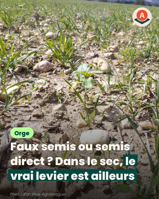 Contre les repousses de blé, on peut déchaumer pour rien avant l’orge d’hiver