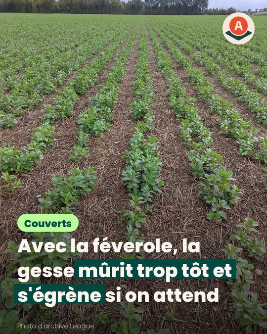 La féverole tient la gesse, mais sera-t-elle mûre assez tôt ?