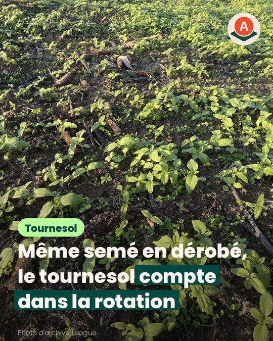 Même en dérobé, le tournesol peut gêner celui de 2027