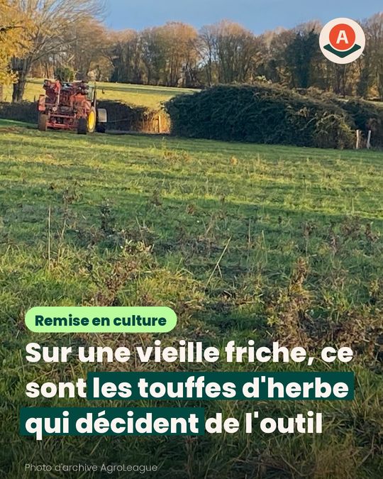 Pour semer du blé après une jachère, la dent peut faire pire