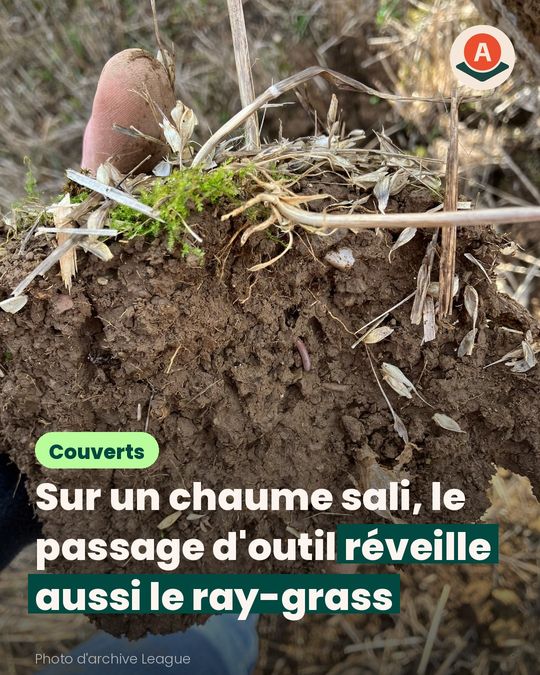 On désherbe le chaume, mais le ray-grass peut lever derrière
