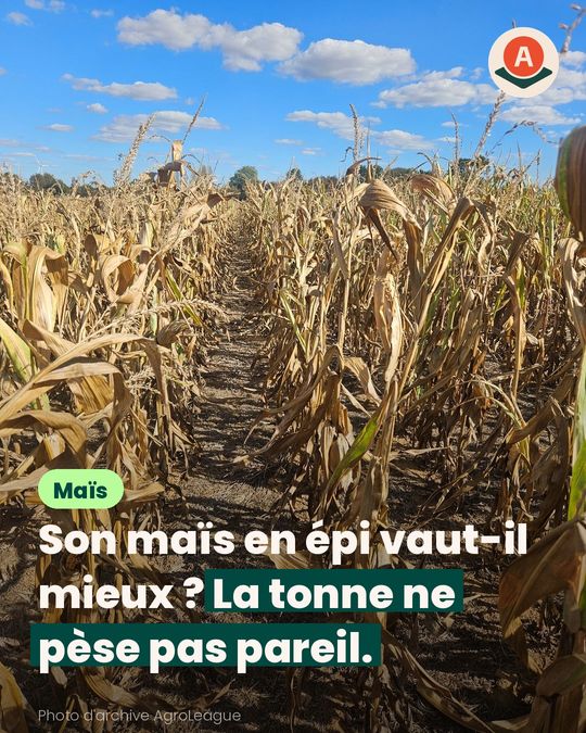 En maïs épi, le prix à la tonne peut tromper