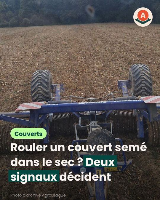 Même au sec, on ne roule le trèfle incarnat que dans deux cas