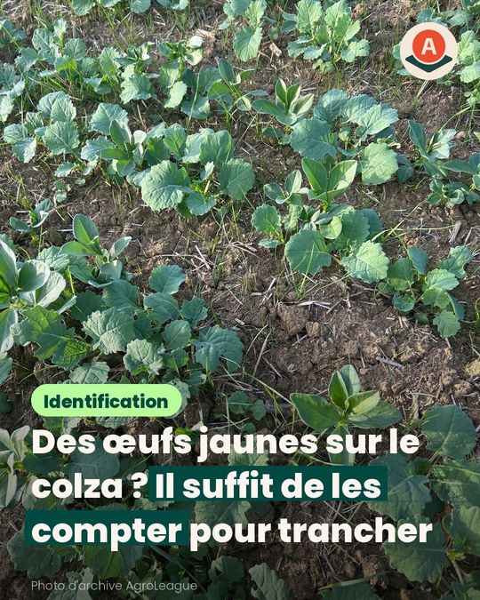 Sur colza, les œufs jaunes ne suffisent pas pour reconnaître la coccinelle