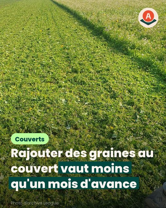 Le couvert avant tournesol ne rattrape pas un semis tardif avec plus de graines