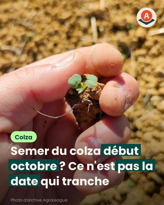 Début octobre, on peut semer du colza sans tout miser sur la récolte