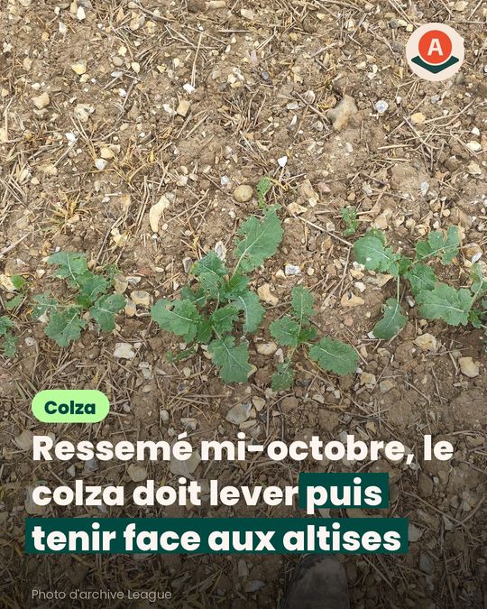 On peut encore ressemer le colza, mais les altises sont déjà là